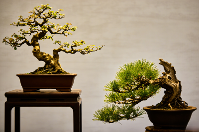 4海派盆景的意境美学(下)1.png