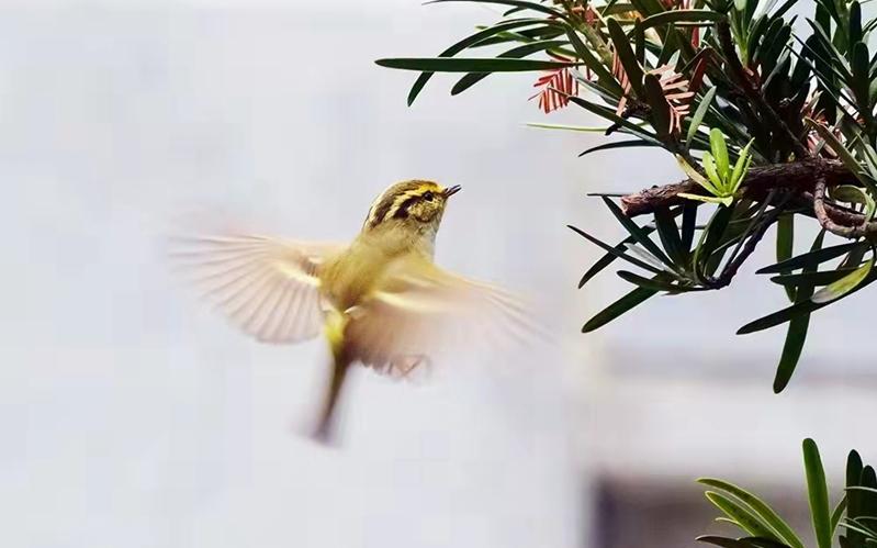 上海的一天,我们一起鸟类调查——上海植物园站_要闻动态_上海市绿化