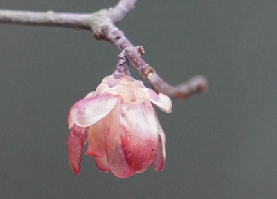 花被片变粉色.jpg