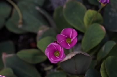 2诺氏酢浆草nortieri (11).jpg 2诺氏酢浆草nortieri (11).jpg