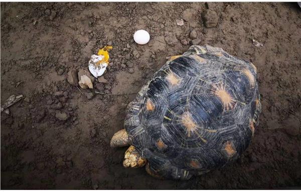辐射陆龟入住玻璃新房 生蛋庆祝节日