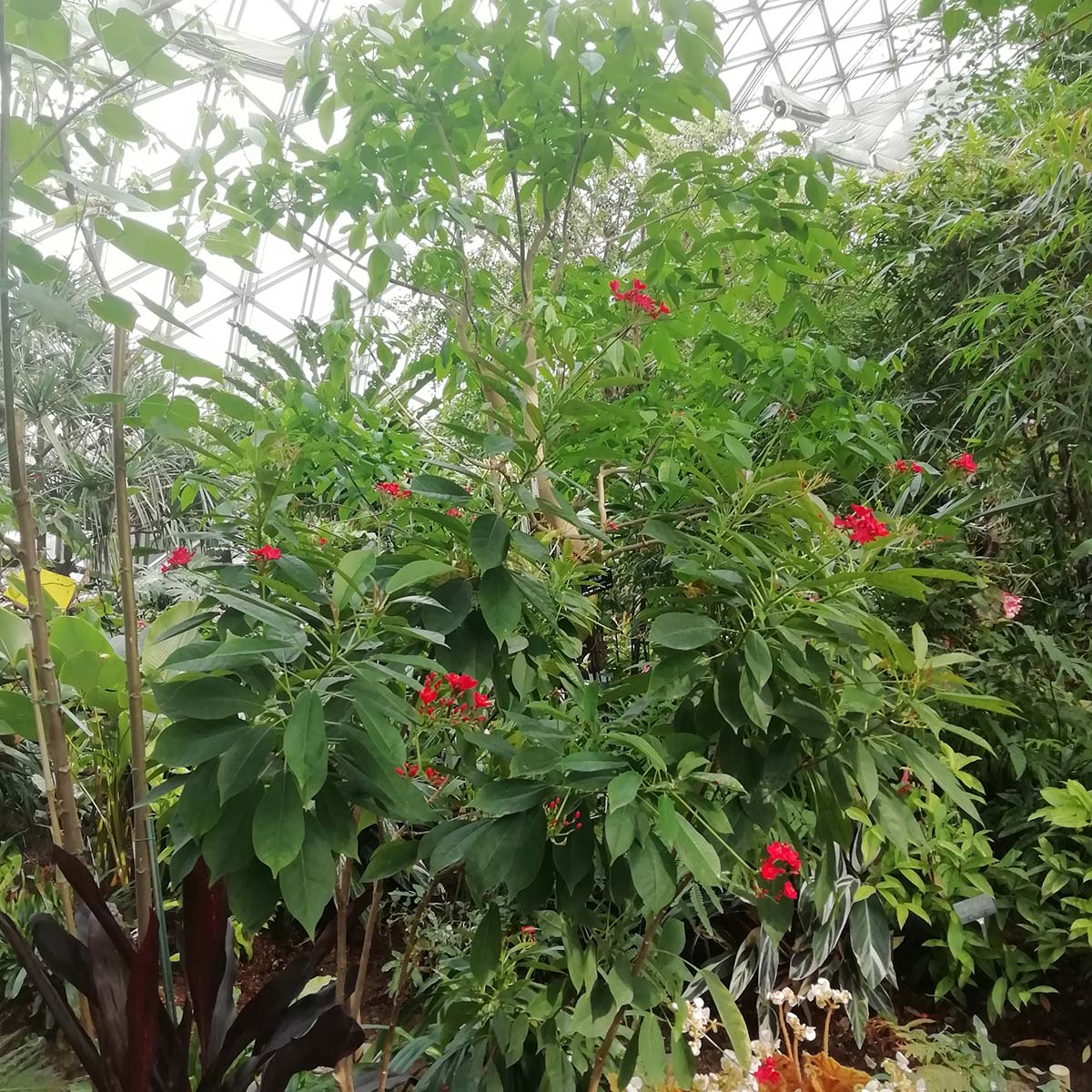 明豔可愛 琴葉珊瑚花綻辰山植物園