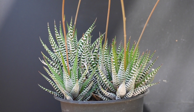 条纹十二卷 (2).jpg