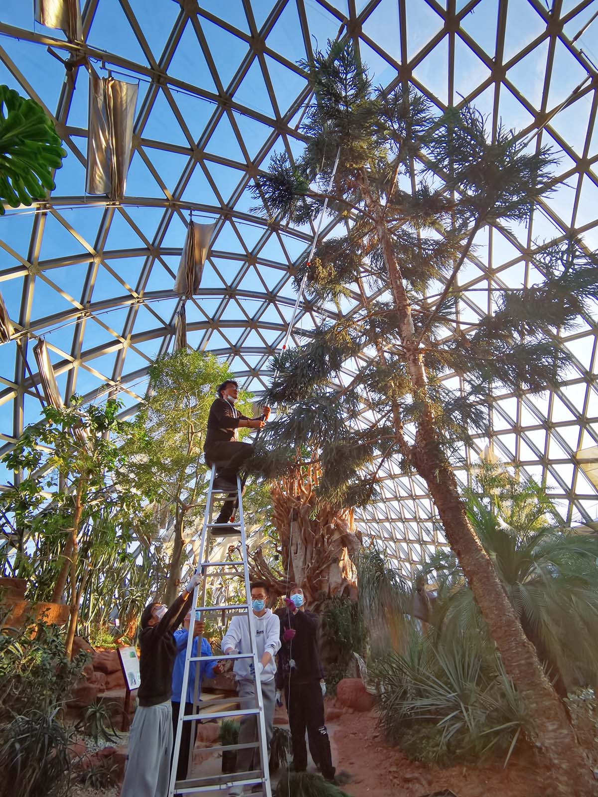 辰山植物园开启温室植物冬日瘦身之旅