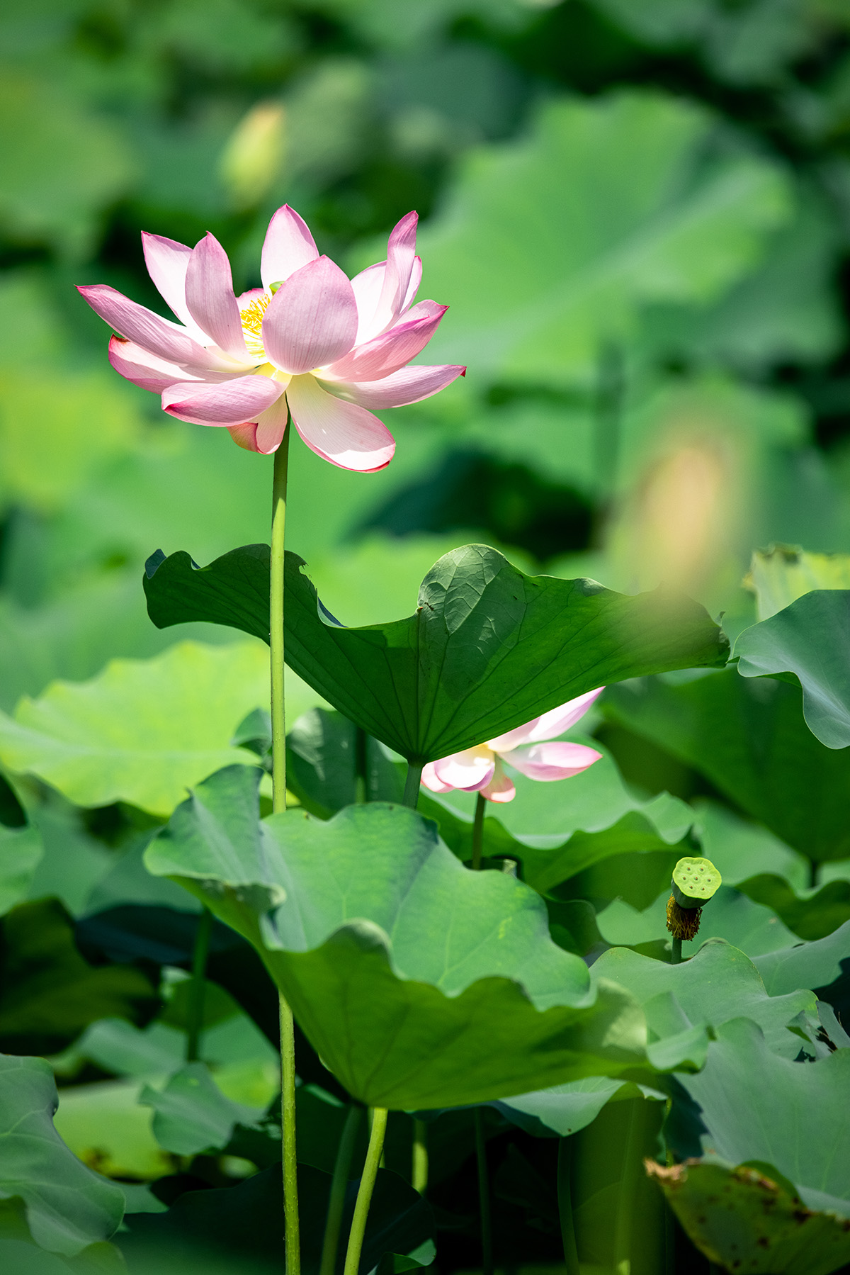 荷花一枝,夏意满塘,构成了一幅夏日最闲情逸趣的画面.