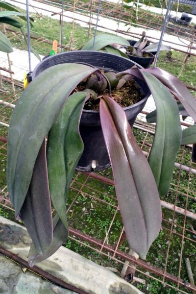 2红芽领带兰 (4).jpg 2红芽领带兰 (4).jpg