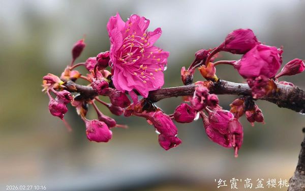 _红霞_高盆樱桃.jpg