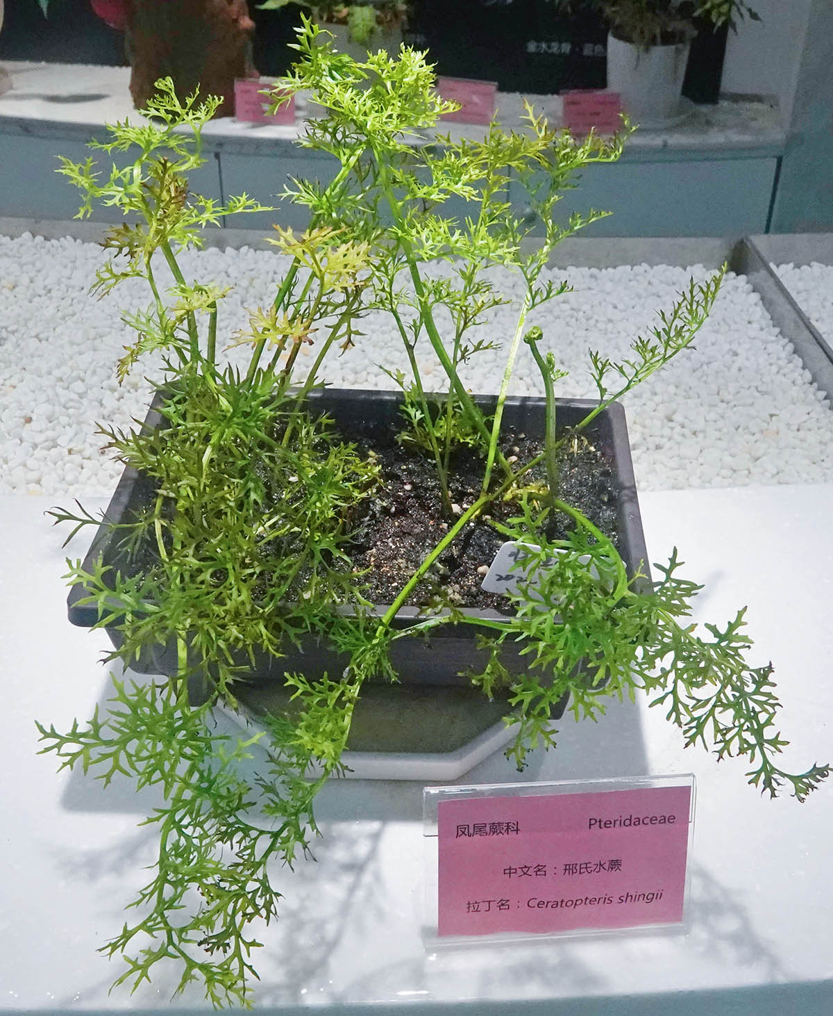 邢氏水蕨（展厅内）.jpg
