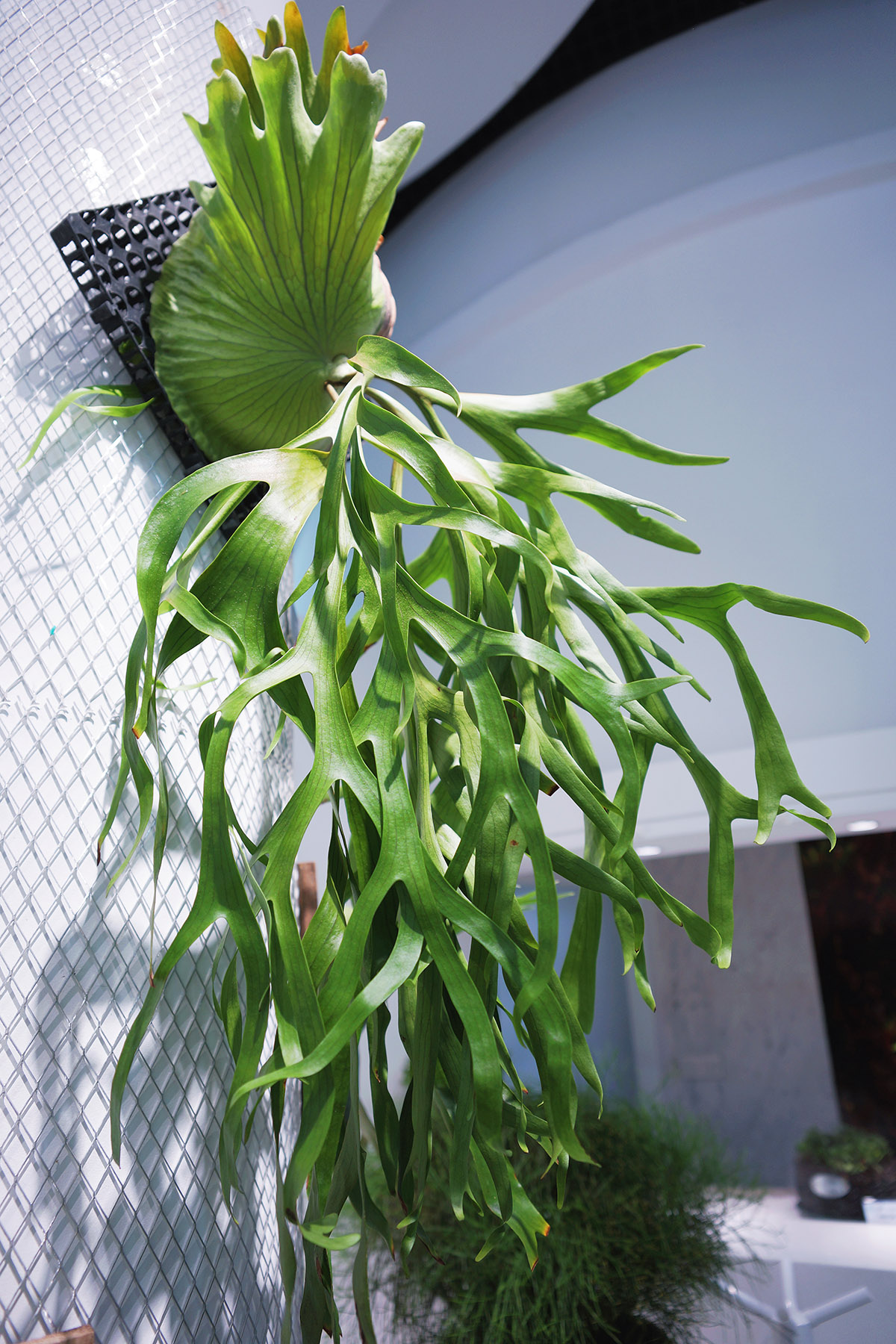 9个鹿角蕨属原种首次在辰山植物园向公众展出_上海花讯_上海市绿化和市容管理局
