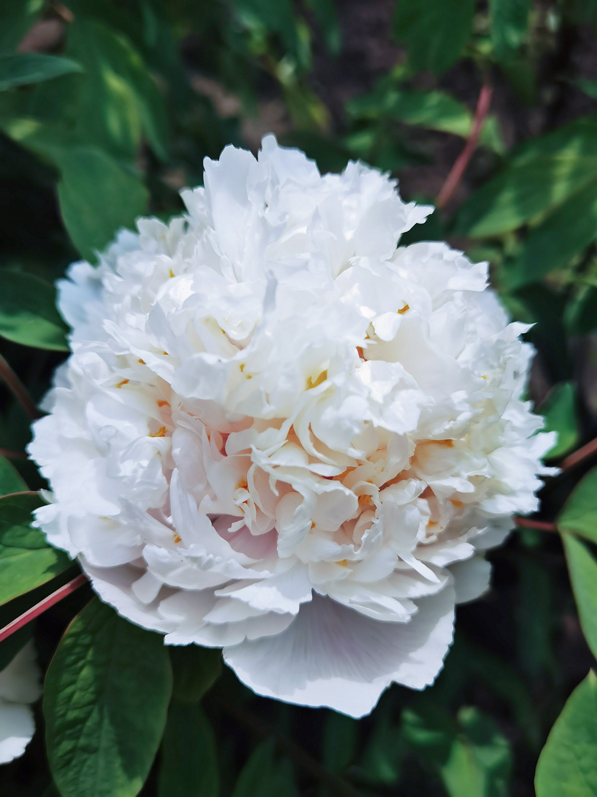 辰花守沪云逛辰山植物园之牡丹盛放