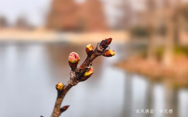 5__春风拂面_钟花樱.jpg