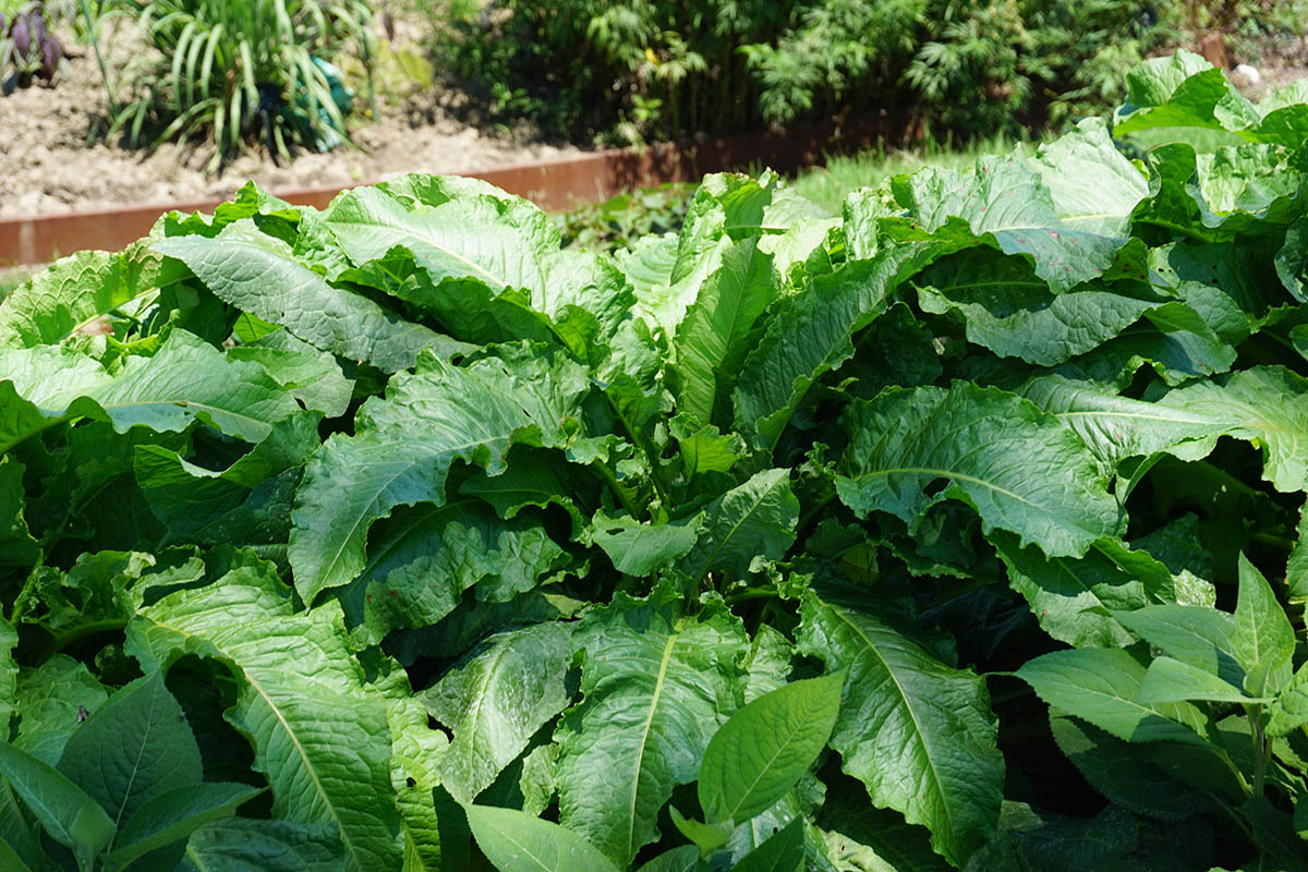 不忘艰苦岁月 辰山植物园野菜主题展览盛夏进行时