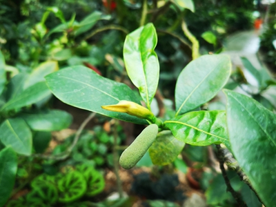 3波罗蜜--桑科波罗蜜属 (2).jpg