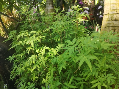 7芳香万寿菊--菊科万寿菊属 (3).jpg