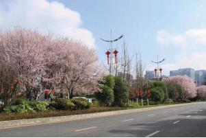 （图 11）贵阳市林城东路春季的樱花.jpg