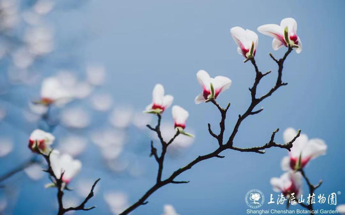 玉兰.jpg 玉兰.jpg