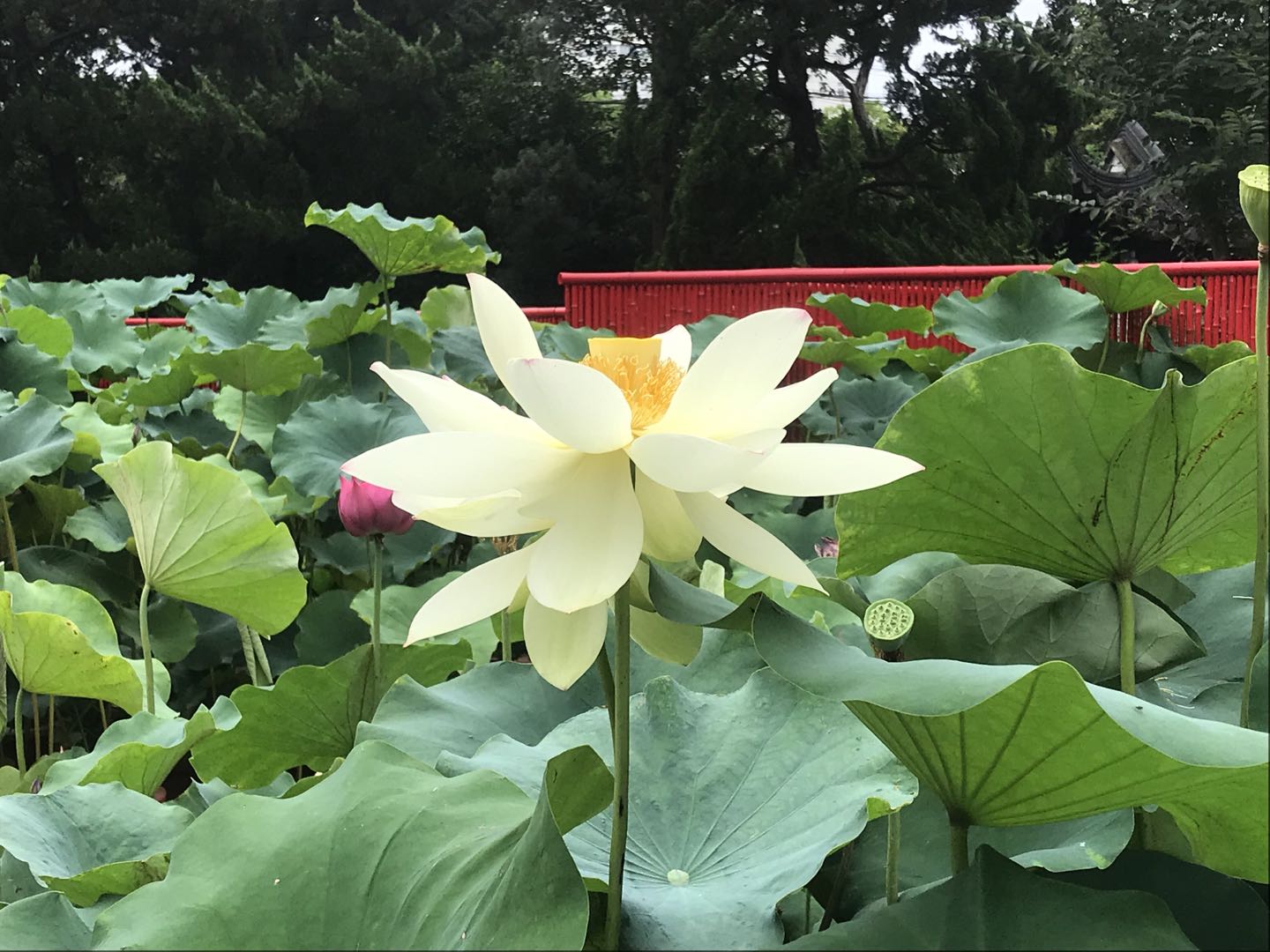 第九届上海荷花睡莲展,带您细数荷花观赏性状