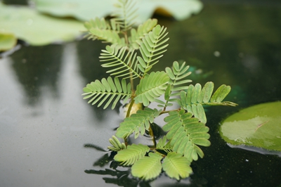 水生含羞草.jpg