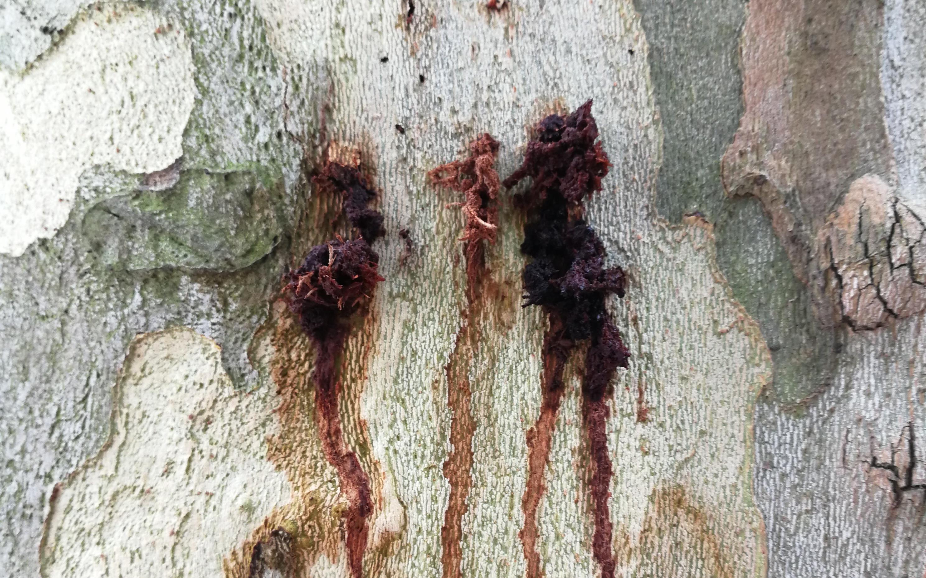 IMG_20170808_100733.jpg IMG_20170808_100733.jpg