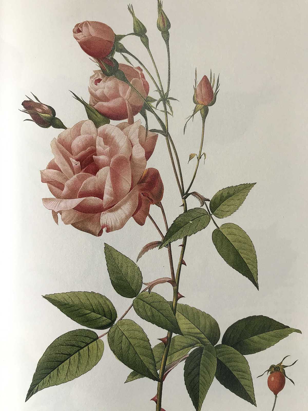 月月粉.jpg 月月粉.jpg