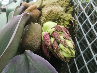 1领带兰 (5).jpg 1领带兰 (5).jpg