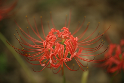 AZ8A9884.jpg AZ8A9884.jpg