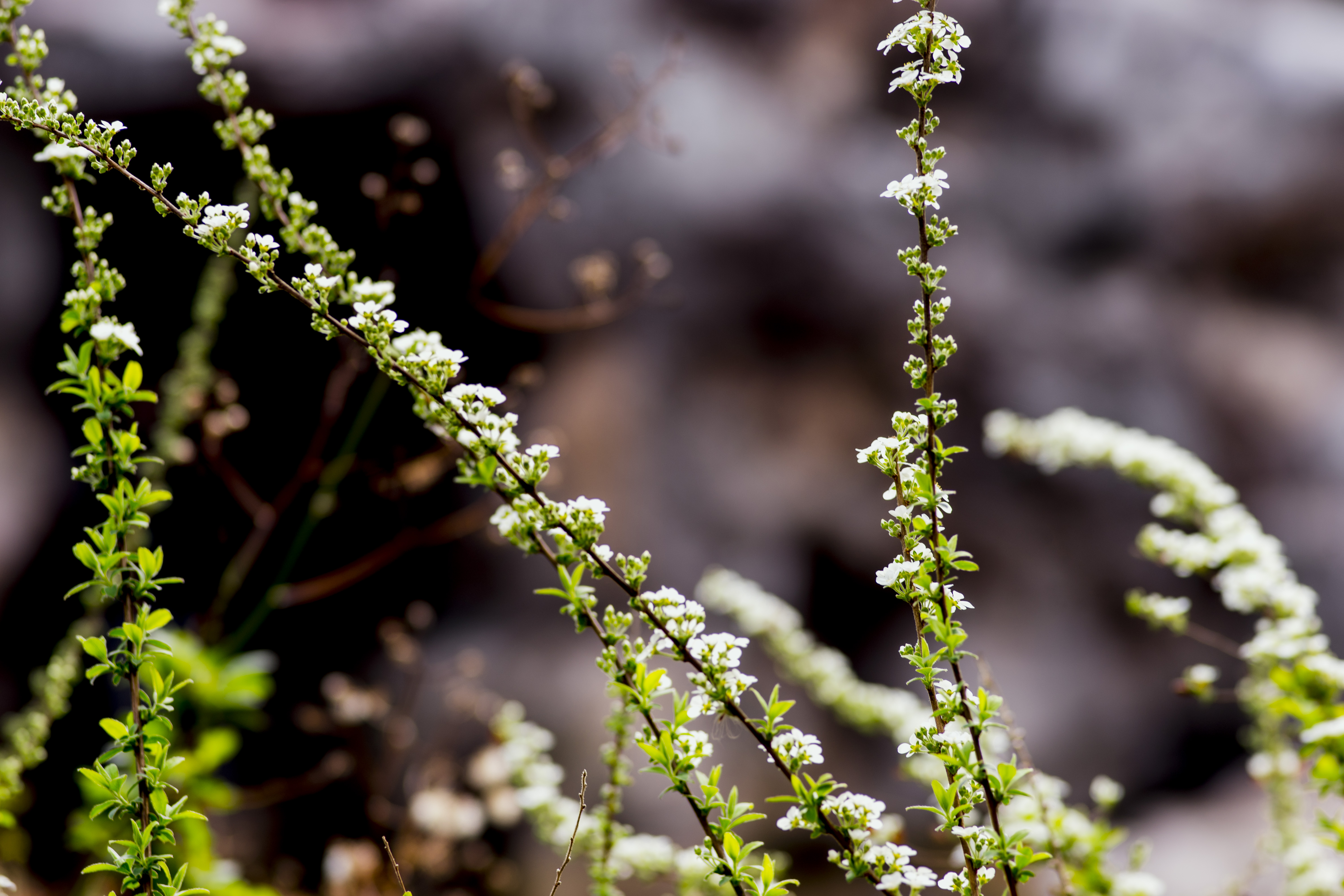 古猗园喷雪花盛花时节"雪似花,花似雪"_上海花讯_上海市绿化和市容管