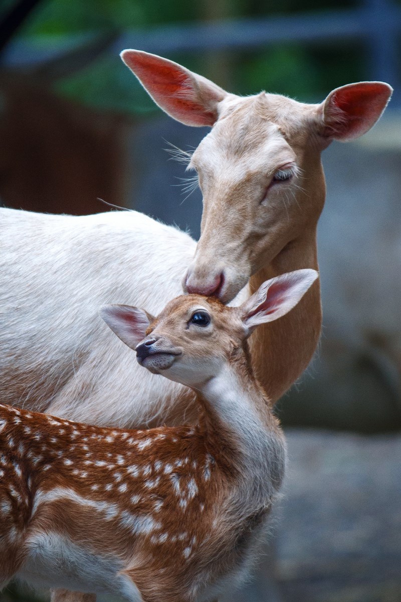 2019上海动物园猪年摄影征集活动圆满落幕获奖名单公布