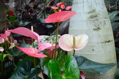 加利福尼亚 (2).jpg