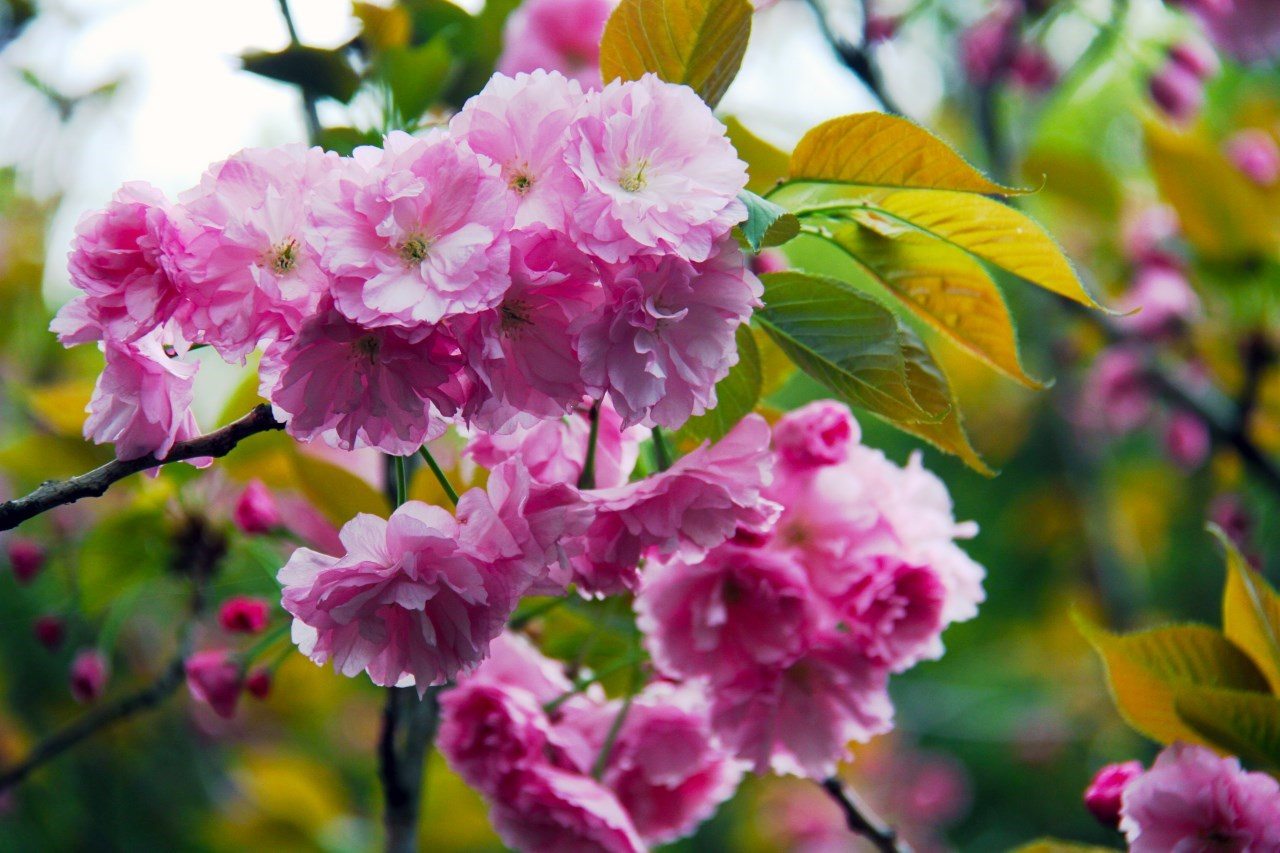 上海动物园晚樱盛开正当时