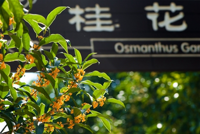 1、桂花 资料图.jpg