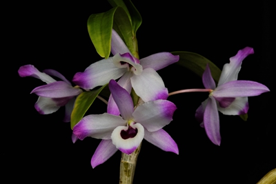 DSCF5012.jpg