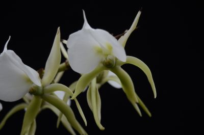 3象牙彗星兰 Angraecum eburneum--兰科彗星兰属 (7).jpg