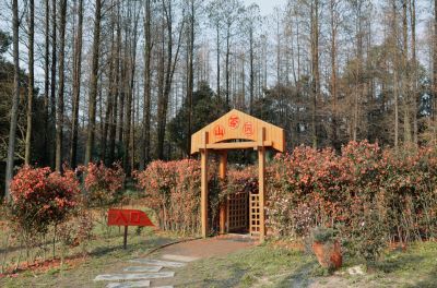 束花茶花迷宫 (1).jpg 束花茶花迷宫 (1).jpg