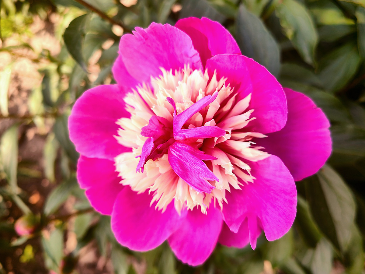 ‘五月’芍药.jpg