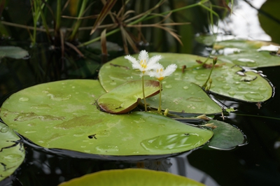 金银莲花.jpg
