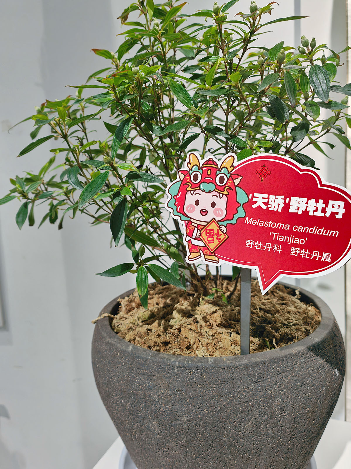 5、‘天骄’野牡丹.jpg