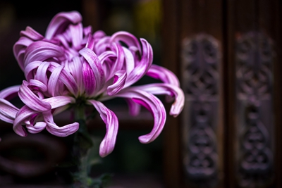 3、菊花 蓝风.jpg