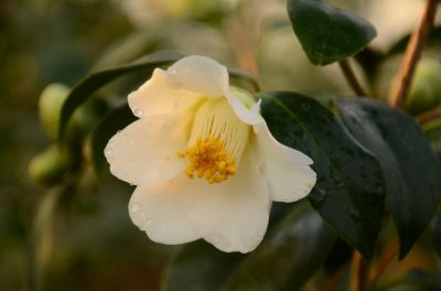 单瓣.jpg 单瓣.jpg