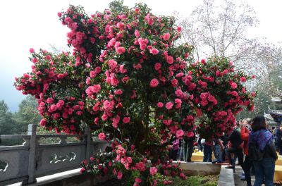 树龄70年的滇山茶.jpg 树龄70年的滇山茶.jpg