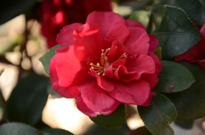 牡丹型.jpg 牡丹型.jpg