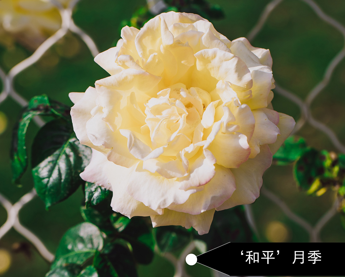 和平.jpg