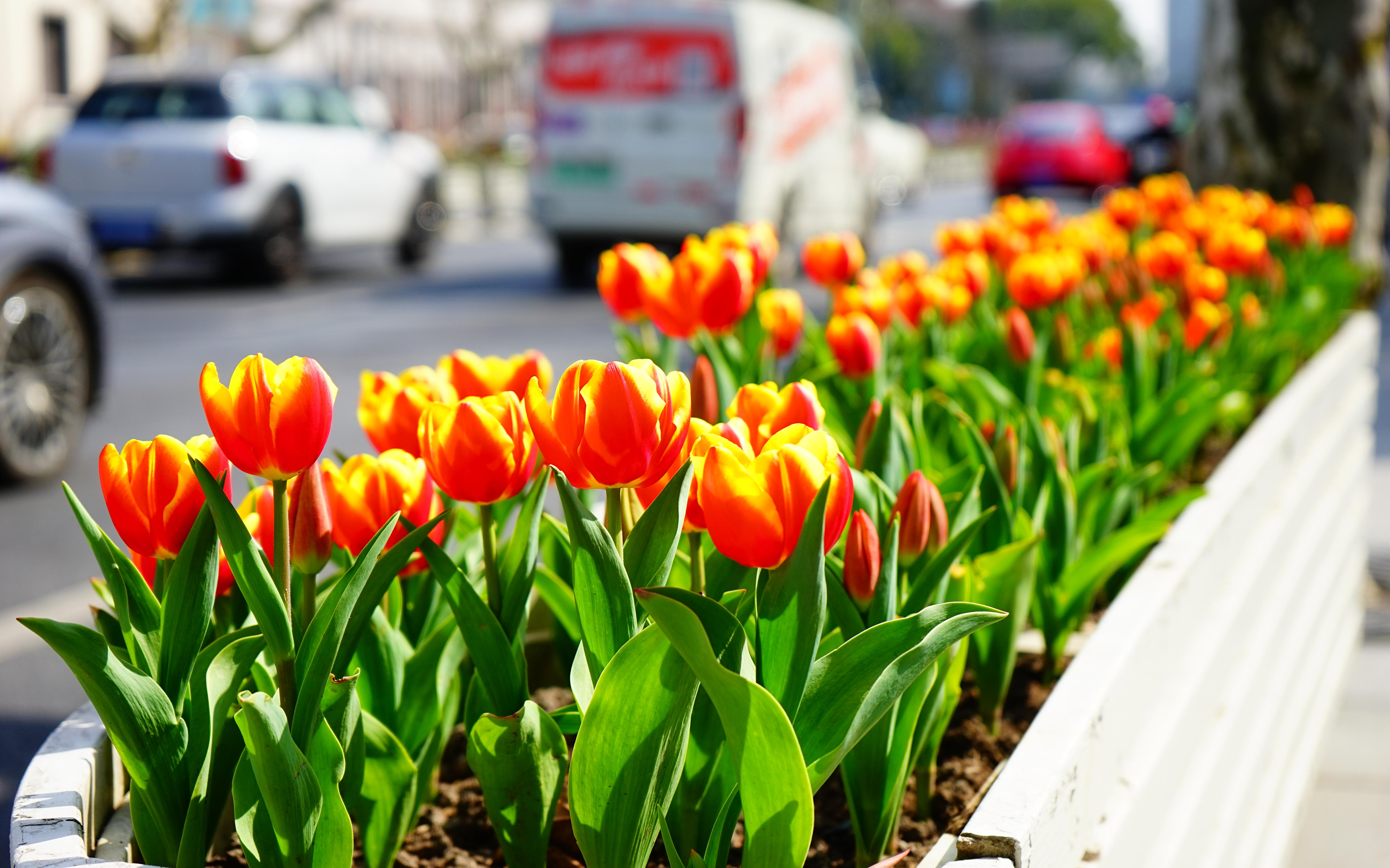 静安街头第一波郁金香悄然绽放_要闻动态_上海市绿化和市容管理局