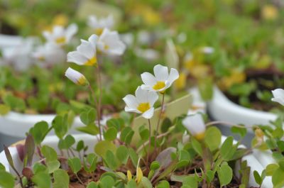 3一片心酢浆草 (1).jpg 3一片心酢浆草 (1).jpg