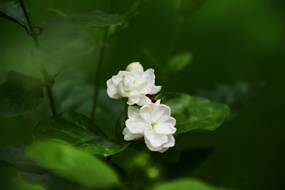 茉莉花.jpg