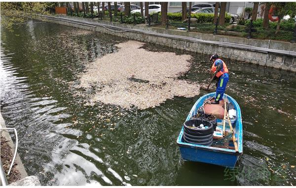 001美化环境为“创城”三分开展地毯式河道保洁1.jpg