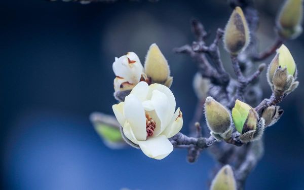 白玉兰__4_.jpg