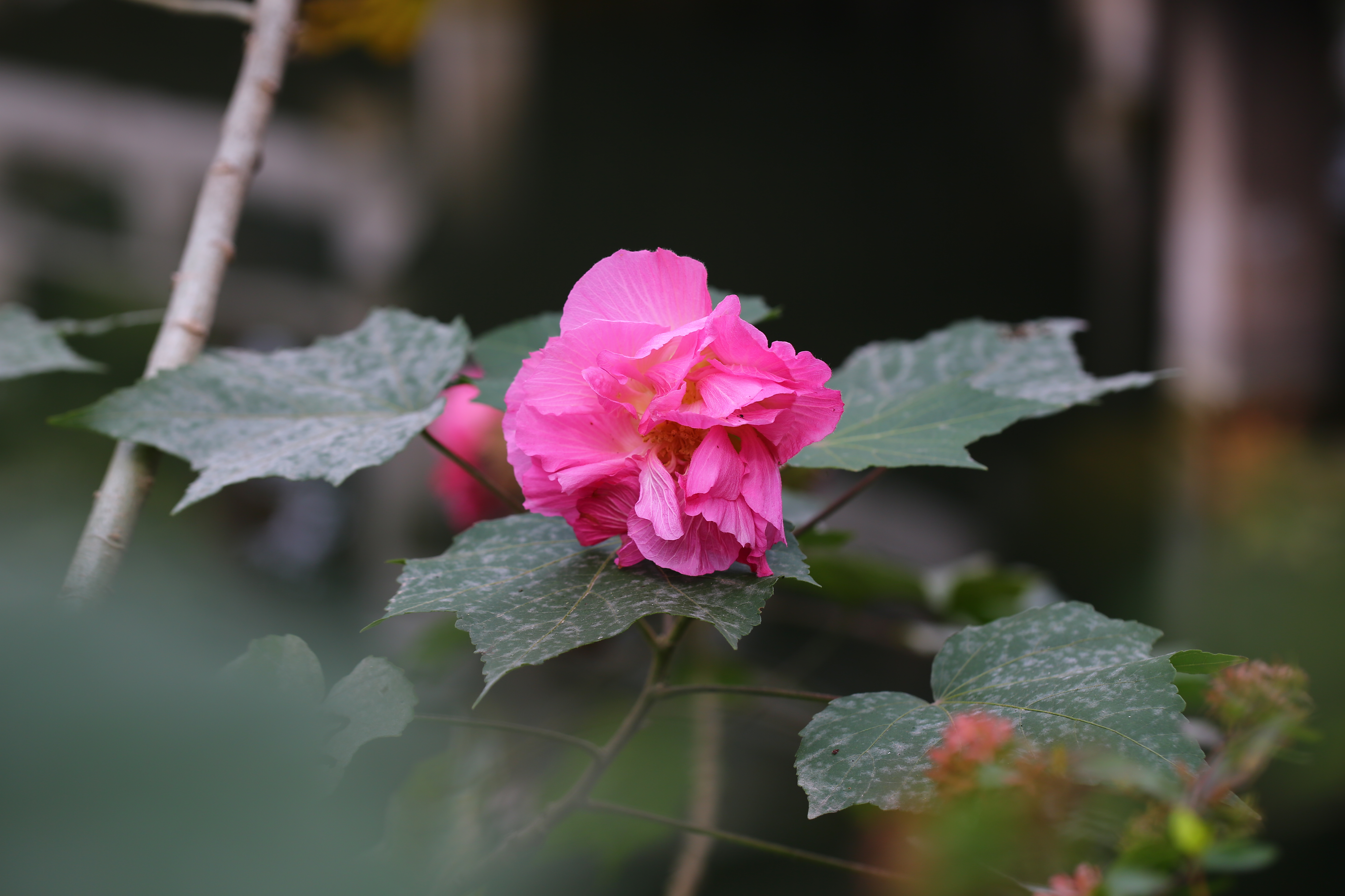 古猗园木芙蓉进入最佳观赏期