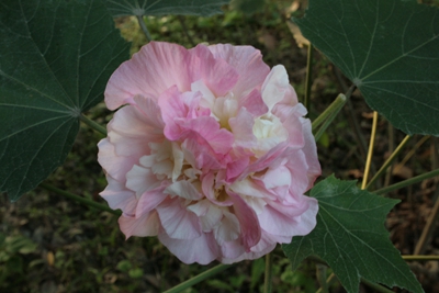 牡丹粉芙蓉.jpg