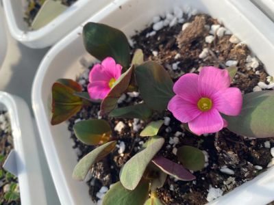 2诺氏酢浆草nortieri (7).jpg 2诺氏酢浆草nortieri (7).jpg